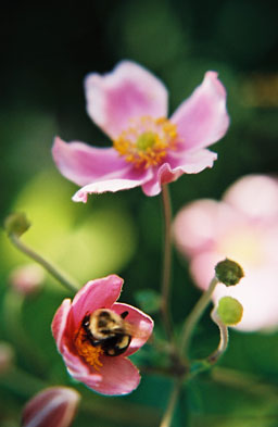 Pink flowers with a bee