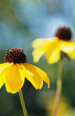 Yellow flowers