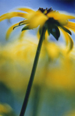 Yellow Flowers