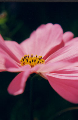 Pink flower