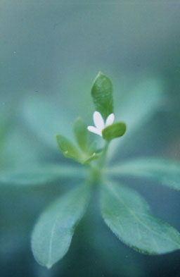 White flower