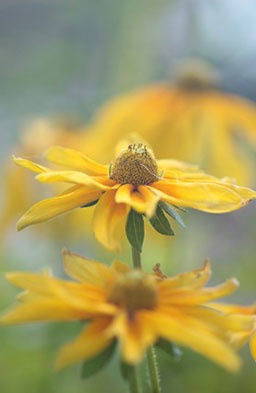 yellow flowers